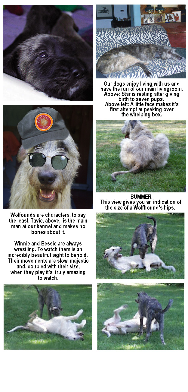 wolfies at play